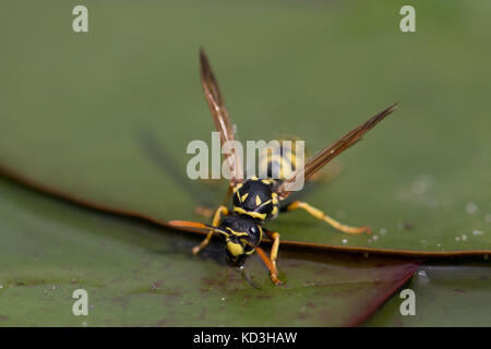 Wasp Trinkwasser in den See sitzen auf einem Blatt einer Seerose Stockfoto