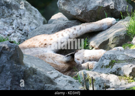 schlafenden Luchs Stockfoto