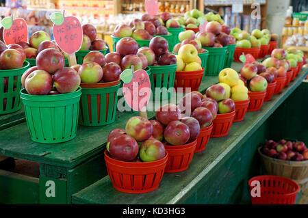 Körbe mit frischen Quebec gewachsen McIntosh Äpfel für den Verkauf in der Jean Talon öffentlichen Markt oder Marken Jean Talon, Montreal, Quebec, Kanada Stockfoto