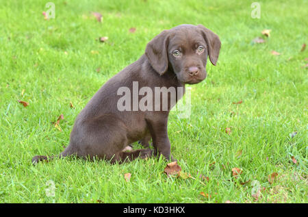 Ein Springador oder Labradinger Welpen Hund auf einem Rasen sieht süß. Stockfoto