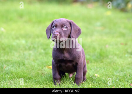 Ein Springador oder Labradinger Welpen Hund auf einem Rasen sieht süß. Stockfoto