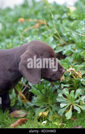 Ein Springador oder Labradinger Welpen Hund auf einem Rasen sieht süß. Stockfoto