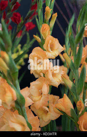 Gladiolen. Gladiolen 'Orange' Blumen auf einem Blumenarrangement im Herbst flower show. Großbritannien Stockfoto