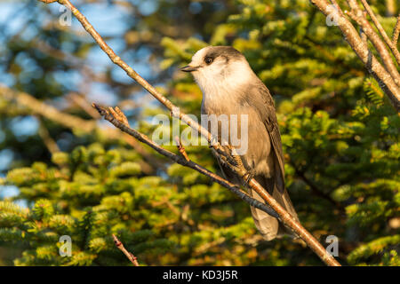 Grau Jay (Perisoreus canadensis) oben Megantic Berg in der Provinz Quebec, Kanada Stockfoto