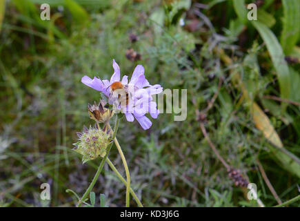 Einer europäischen schwarzen Honigbiene (Apis mellifera) sammelt Pollen aus wildlowers neben dem schottischen Parlament in Edinburgh. Das Parlament produziert seine ow Stockfoto