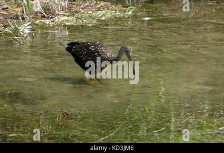 Limpkin in natürlicher Umgebung häufig gesehen waten Vogel in den Florida Everglades Stockfoto