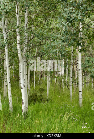 Waldland in Colorado mit Aspen Bäume Stockfoto