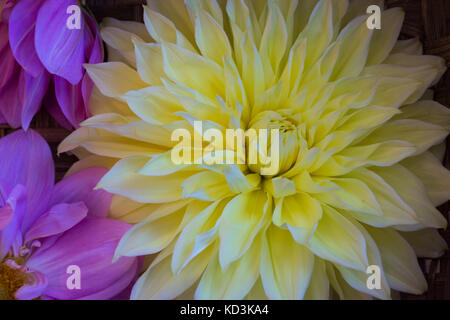 Gelb und rosa Dahlie Blüte von oben in natürlichem Licht fotografiert. Stockfoto