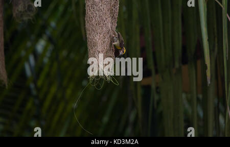 Ein männlicher Baya weaver Vogel weben das Nest für die weiblichen Stockfoto