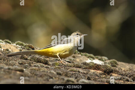 Ein atemberaubender Grauer Schwanz (Motacilla cinerea) auf einem Dach. Stockfoto