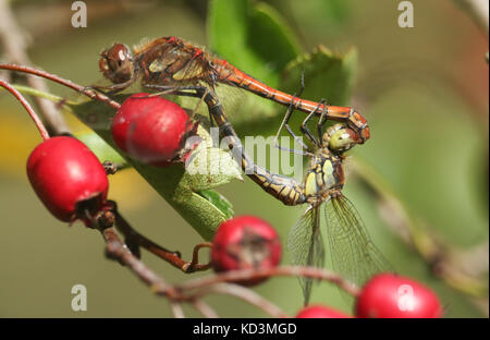 Ein Paarungspärchen der Gemeinen Dotter Libelle (Sympetrum striolatum) auf roten Weißdornbeeren. Stockfoto