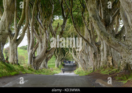 Avenue des alten Buche bei bregagh Straße, Ballymoney, County Antrim, Nordirland. Stockfoto