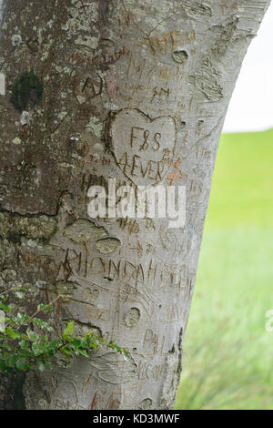 Initialen und Herzen eingemeißelt in die Stämme der alten Buche Stockfoto