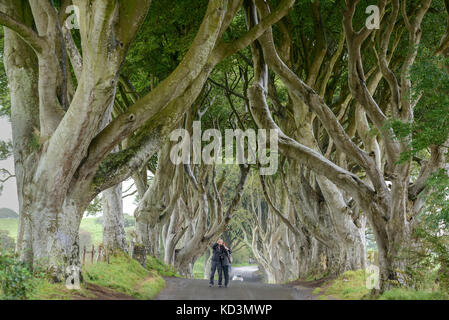 Avenue des alten Buche bei bregagh Straße, Ballymoney, County Antrim, Nordirland. Stockfoto