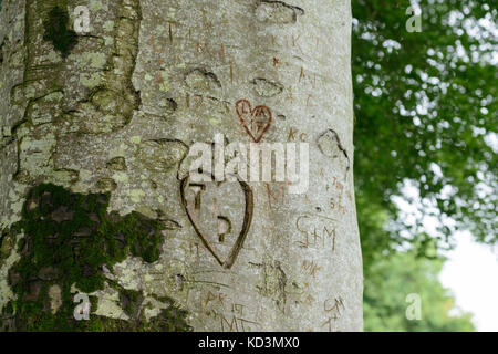 Initialen und Herzen in die Stämme der alten Buchen gehauen Stockfoto