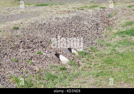 Alte Sturmabfluß in einem Graben Stockfoto