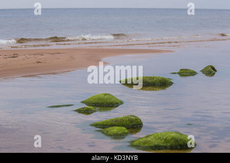 Ein schöner Strand Landschaft mit Moos bedeckte Steine. Algen wachsen auf Meer Felsen. bunten Herbst Landschaft an der Ostsee. Stockfoto