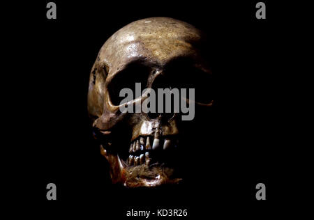 Echten menschlichen Schädel auf schwarzem Hintergrund Stockfoto