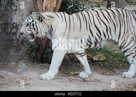 Ein weißer Tiger in einem Zoo in Chiang Mai (Thailand). Stockfoto