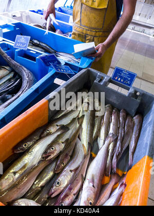 Port-Belon Harbourside Fischmarkt mit fischhändler seine Fische Aufträge sortieren, frisch gefangenen Wittling (Merlan) im Vordergrund Port Belon Bretagne Frankreich Stockfoto