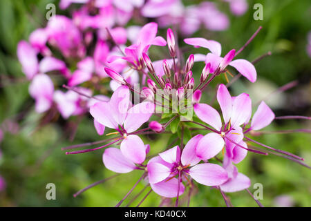 In der Nähe von Cleome Spanierin Rosalita Blumen in einem Englischen Garten, Dorset, Großbritannien Stockfoto