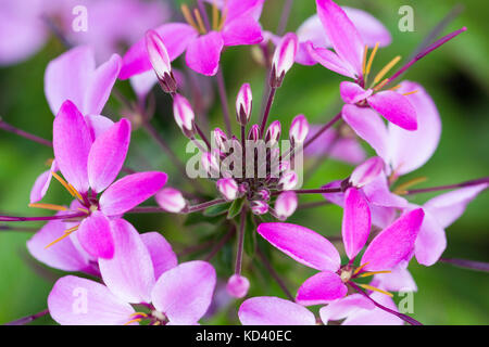 Cleome Spanierin Rosalita Blumen closeup im Sommer, Dorset, Großbritannien Stockfoto