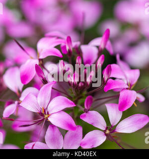 Cleome Spanierin Rosalita Blumen closeup im Sommer, Dorset, Großbritannien Stockfoto