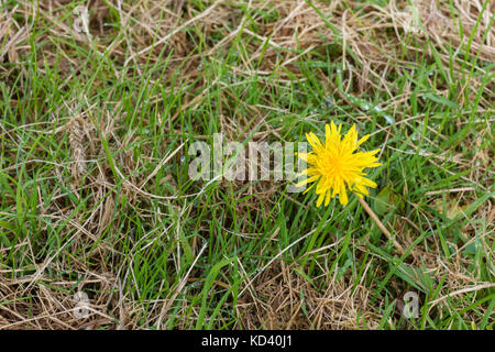Eine einzelne Blume, Löwenzahn (Taraxacum officinale) wächst auf Gras, Großbritannien Stockfoto