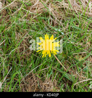 Eine einzelne Blume, Löwenzahn (Taraxacum officinale) wächst auf Gras, Großbritannien Stockfoto