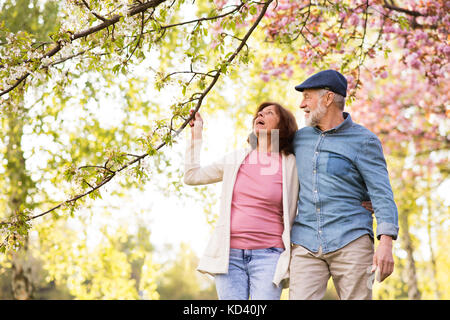 Schönes älteres Ehepaar in Liebe auf einem Spaziergang ausserhalb im Frühjahr die Natur unter blühenden Bäumen. Stockfoto