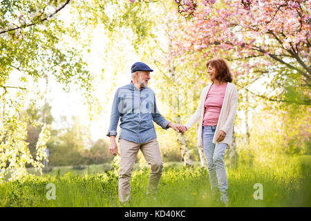 Schönes älteres Ehepaar in Liebe auf einem Spaziergang ausserhalb im Frühjahr die Natur unter blühenden Bäumen. Stockfoto