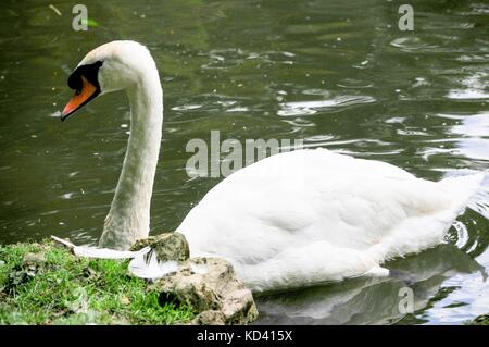Schwan auf dem Wasser