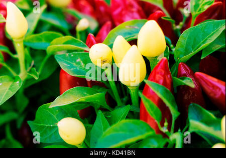 Nahaufnahme auf roten und weißen Chilis von Blätter im Herbst umgeben. Stockfoto