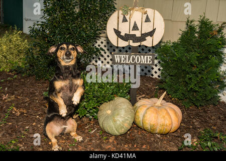 Einen niedlichen Hund Betteln für eine Festlichkeit auf Halloween. Stockfoto