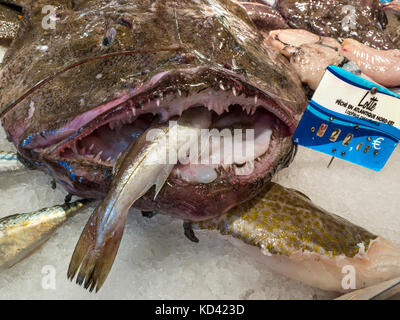 SEETEUFEL KIEFER ZÄHNE französisch bretonische Fischhändler offene Kiefer der scharfen gezahnten Seeteufel und Köder am Fischmarktstand Bretagne Frankreich Stockfoto