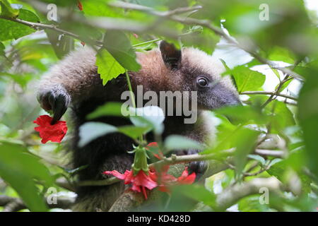 Baby Nördliche Tamandua (Tamandua mexicana), Jaguar Rescue Center, Punta Cocles, Puerto Viejo de Talamanca, Provinz Limón, Costa Rica, Mittelamerika Stockfoto