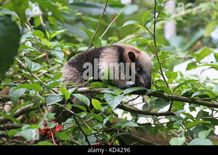 Baby Nördliche Tamandua (Tamandua mexicana), Jaguar Rescue Center, Punta Cocles, Puerto Viejo de Talamanca, Provinz Limón, Costa Rica, Mittelamerika Stockfoto