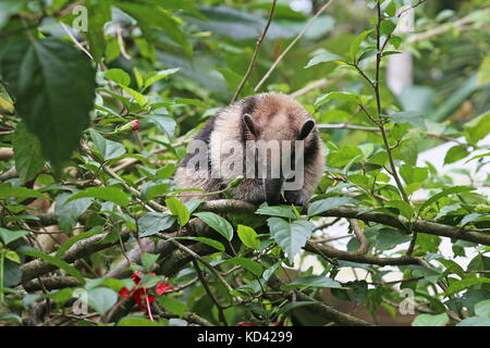 Baby Nördliche Tamandua (Tamandua mexicana), Jaguar Rescue Center, Punta Cocles, Puerto Viejo de Talamanca, Provinz Limón, Costa Rica, Mittelamerika Stockfoto