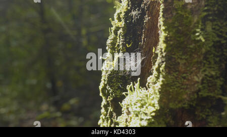 Großes Spinnennetz. Spinnennetz-Nahaufnahme. Das große Spinnennetz aus der Nähe mit dem Ast darin, der unter dem Sonnenlicht leuchtet Stockfoto