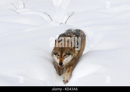 Grauer Wolf/grauer Wolf (Canis lupus) Nahrungssuche in tiefem Schnee im Winter Stockfoto