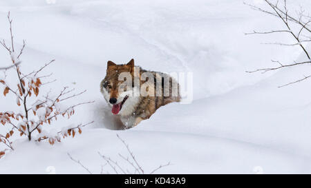 Grauer Wolf/grauer Wolf (Canis lupus) Nahrungssuche in tiefem Schnee im Winter Stockfoto