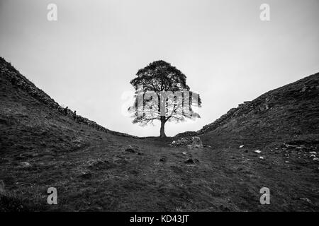 Sycamore Gap auf Hadrian's Wall, die als Standort im Film Robin Hood, Prinz der Diebe verwendet wurde. Stockfoto