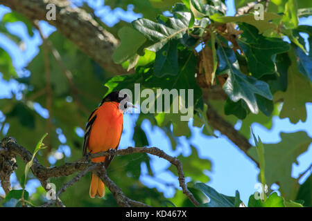 Ein männlicher Baltimore Oriole in einem Baum auf der Suche nach seinem Frühstück sitzen an drei Flüssen Unterbringung in tichnor, Arkansas 2017 Stockfoto