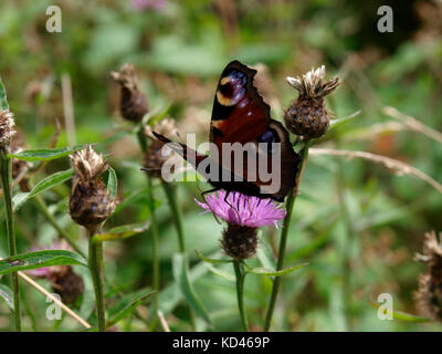 Tagpfauenauge, inachis io, Großbritannien Stockfoto