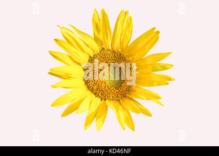 Sonnenblume auf weißem Hintergrund Stockfoto