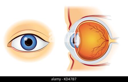 Menschliche Auge Anatomie in Innen und Außen Seitenansicht auf Weiß isoliert. Stock Vektor