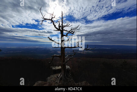 Ein Baum wächst an den Rand einer Klippe an der Zeitschrift State Park in Paris befindet, Arkansas Stockfoto