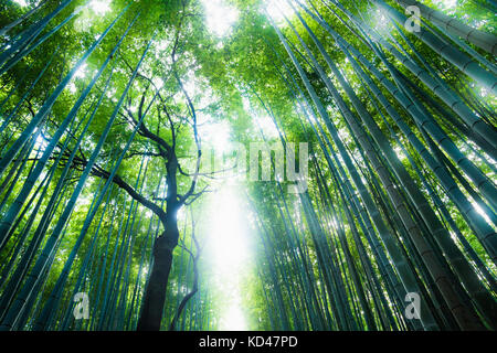 Bamboo Grove mit Sonne durch den Wald, Kyoto, Japan Stockfoto