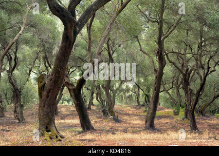 Oliven bäume in einem Wald in Griechenland bereit für die Ernte für Olivenöl und Lebensmittel. Stockfoto