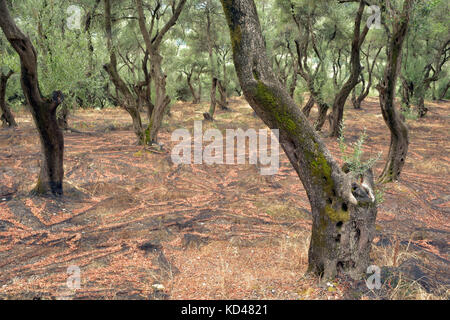 Oliven bäume in einem Wald in Griechenland bereit für die Ernte für Olivenöl und Lebensmittel. Stockfoto